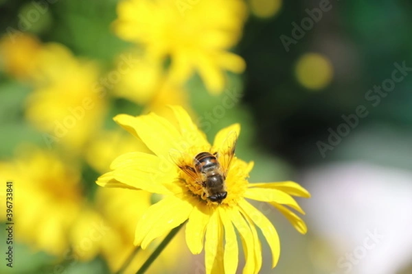 Fototapeta Close up View of a bee on yellow flower with blurred background