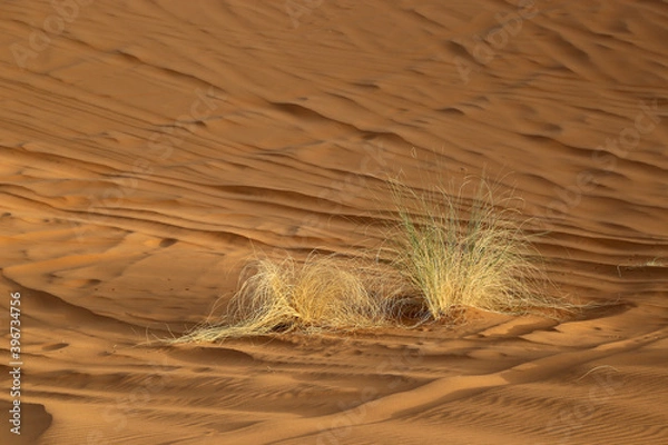 Obraz Sand dunes in the Sahara Desert near the village of Merzouga in Morocco.