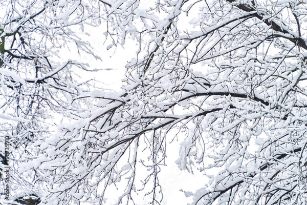 Fototapeta Snow-covered tree branches. Bottom view. Snowy winter.