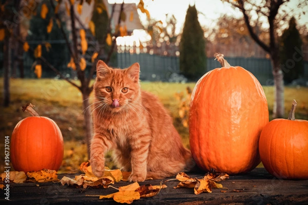 Fototapeta Autumn consept scene with an orange siberian cat, orange pumpkins and leaves in the garden outside.