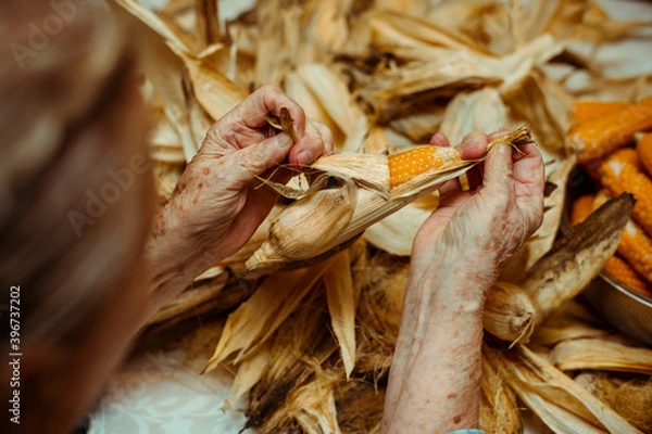 Fototapeta Cropped image of an old lady peeling and selecting with hands corn on a table surrounded by corn peel. Agriculture work.