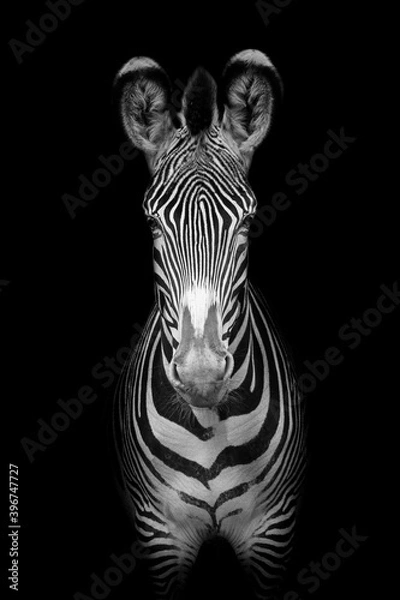 Obraz Grevy's Zebra (Equus grevyi)