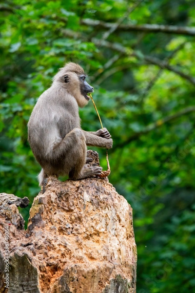 Obraz Drill (Mandrillus leucophaeus)