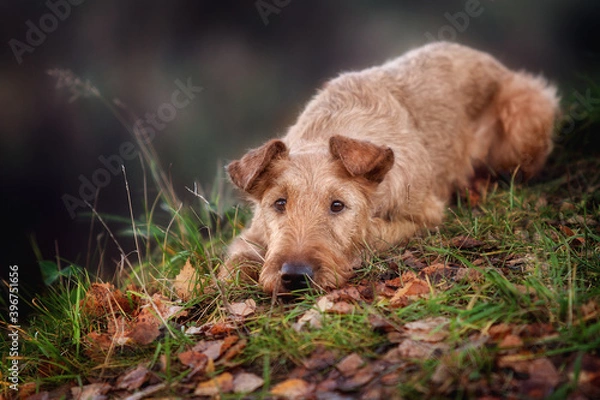 Obraz Portrait of a young Irish Terrier close-up.
