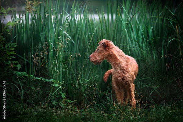 Obraz Red dog stands in the grass and hunts.