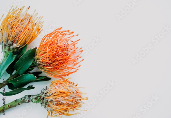 Obraz A fluffy orange yellow grevillea flower is isolated on a white background. Flat lay. top view. copy space . special focus. 

