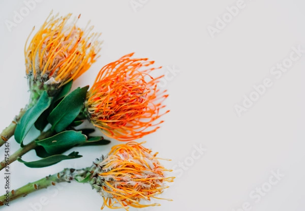 Fototapeta A fluffy orange yellow grevillea flower is isolated on a white background. Flat lay. top view. copy space . special focus. 
