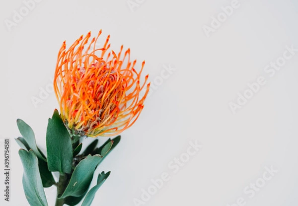 Obraz A fluffy orange yellow grevillea flower is isolated on a white background. Flat lay. top view. copy space . special focus. 
