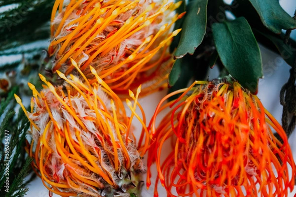 Obraz A fluffy orange yellow grevillea flower is isolated on a white background. Flat lay. top view. copy space . special focus. 
