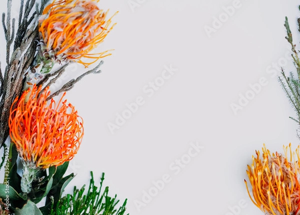 Obraz A fluffy orange yellow grevillea flower is isolated on a white background. Flat lay. top view. copy space . special focus. 
