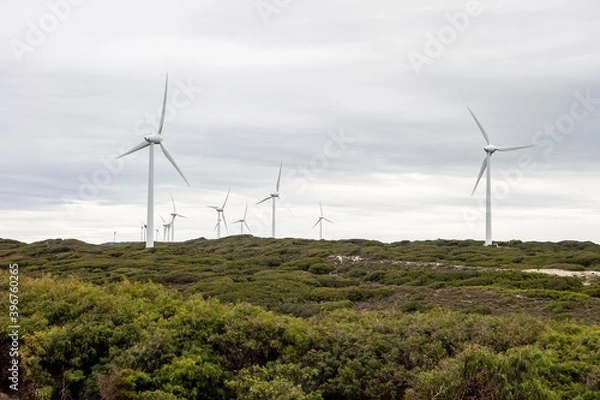 Fototapeta Industrial wind farm with a lot of turbines in the Albany Wind Farm, Western Australia during cloudy weather