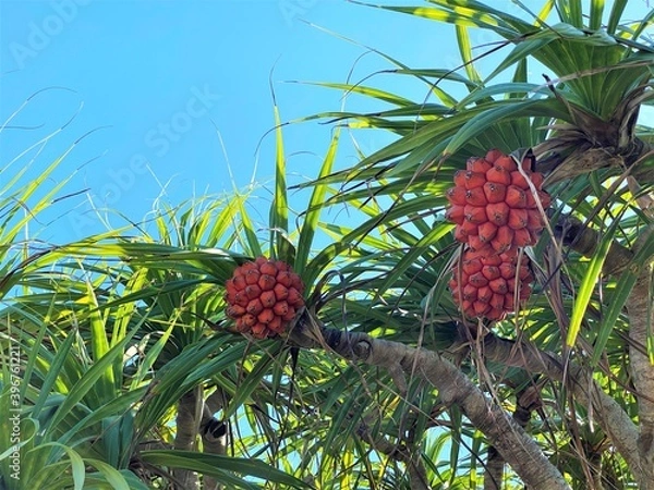 Fototapeta ビョウタコノキの赤い実