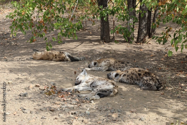 Fototapeta Tüpfelhyäne / Spotted Hyaena / Crocuta crocuta.