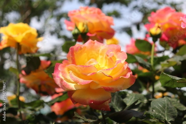 Fototapeta Close up view of hybrid Rose with yellow, orange, white and pink color with blurred background in a garden in Sichuan, China