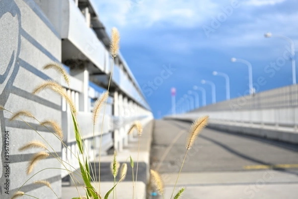 Obraz 橋の上の猫じゃらし