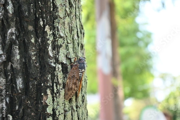 Obraz アブラゼミ