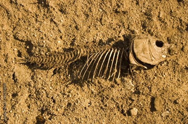 Obraz Muerte y Sequía