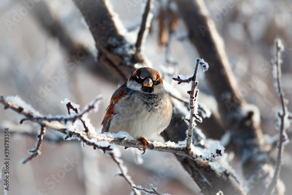 Obraz A sparrow sits on a snow-covered tree branch, in a cold winter and looks ahead of itself.