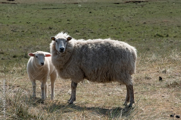 Fototapeta Schafe am Deich