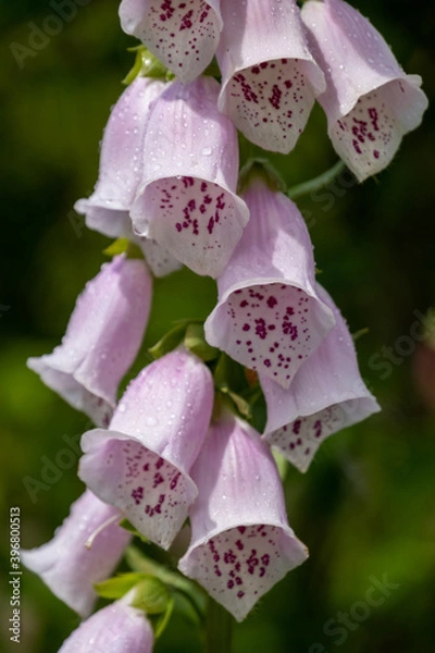 Fototapeta Digitalis
