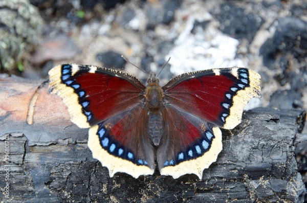 Fototapeta Mourning butterfly (Lat. Nymphalis antiopa) on a burnt tree