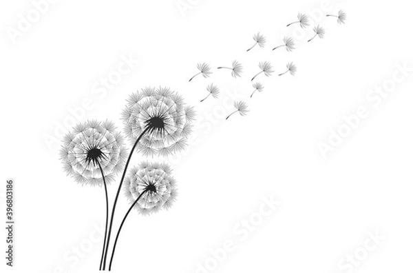 Fototapeta Black silhouette with flying dandelion buds . Vector on a white background