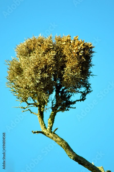 Fototapeta Wind Torn Tree