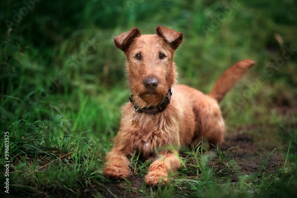 Obraz A young Irish Terrier lies on the grass and looks at the camera.