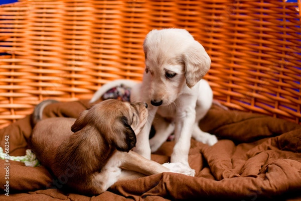 Obraz Saluki pups