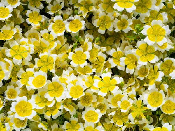 Obraz yellow white alpine flowers 