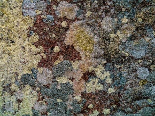 Obraz lichen on rock