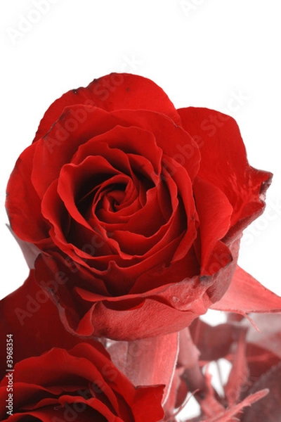 Fototapeta red rose