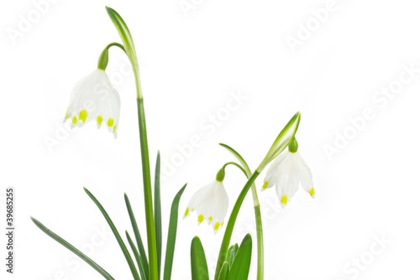 Obraz Märzenbecher auf weißem Hintergrund