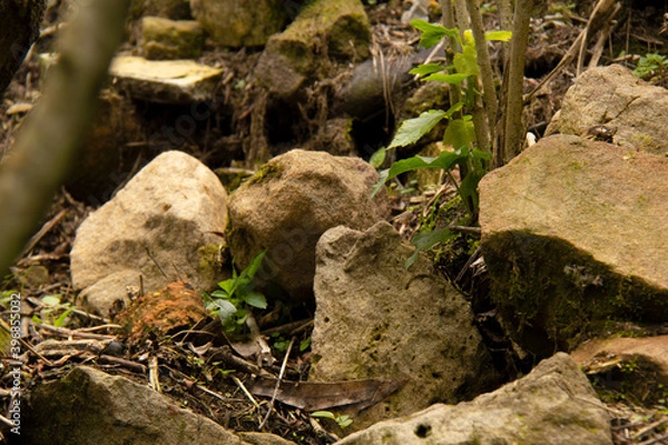 Fototapeta Solo piedras