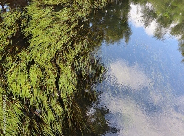 Obraz Overgrown river