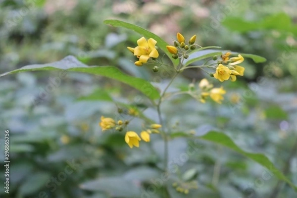 Obraz loosestrife