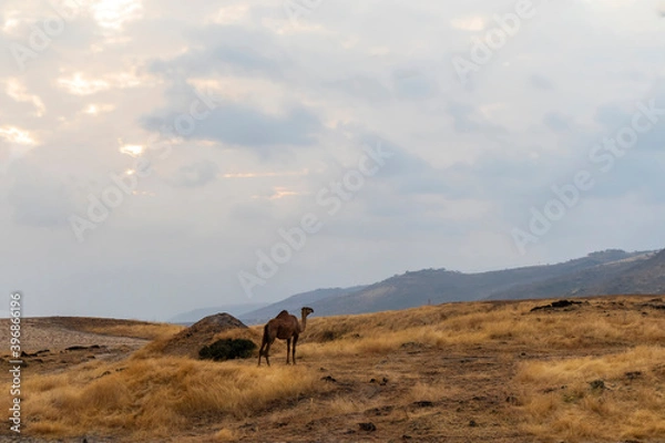 Obraz camel on the hill