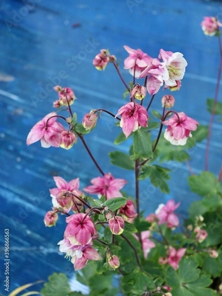 Obraz Pink bell flower