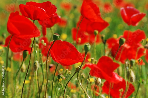 Obraz Wild poppies