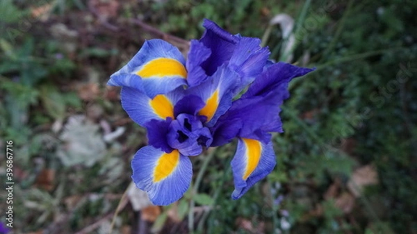 Obraz blue iris flower