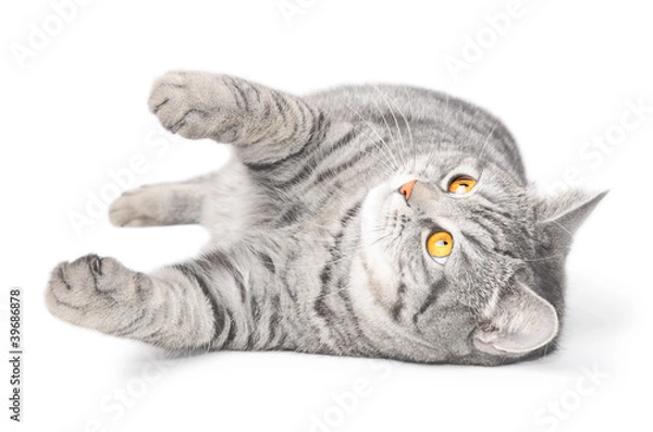 Obraz Isolated grey cat