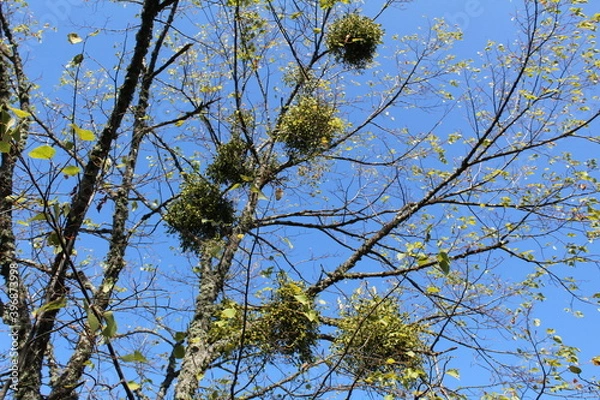 Obraz branches with an unusual pile of leaves on a blue sky background 