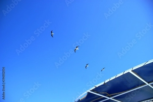 Obraz seagulls on the sky