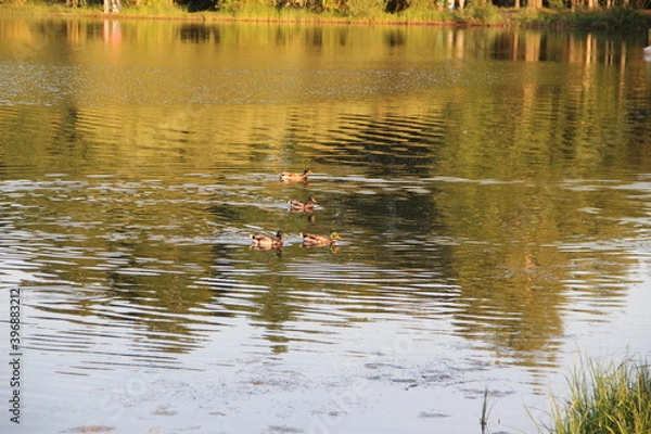 Fototapeta ducks on the lake