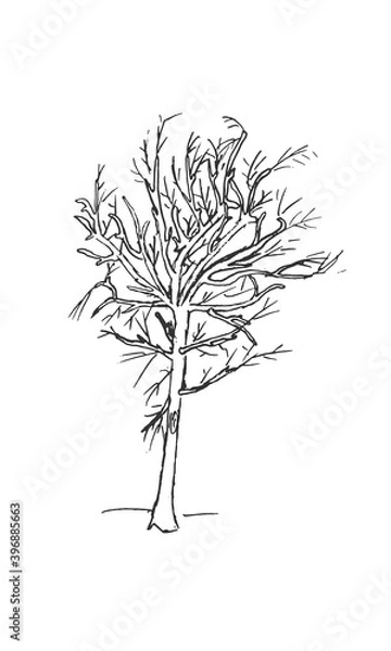 Fototapeta Hand-drawn isolated shrub bush