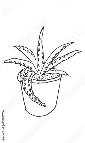 Fototapeta Hand-drawn isolated potted house plant succulent