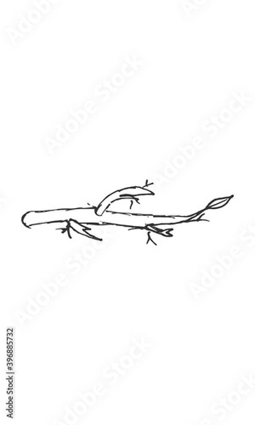 Fototapeta Hand-drawn isolated branch