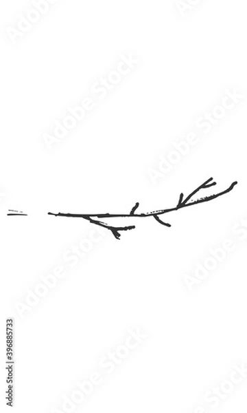 Fototapeta Hand-drawn isolated twig