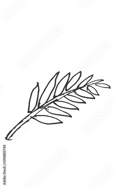 Fototapeta Hand-drawn isolated palm leaf branch