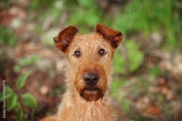 Obraz Close-up portrait of an Irish Terrier. Looking at the camera.